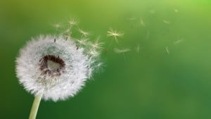 a dandelion flower with seeds flying